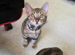 Update 1 Male Available - Bengal Kitten For Sale - Lindenhurst&comma; IL&comma; US