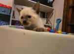 Athena's litter Nami - Siamese Kitten For Sale - Endwell&comma; NY&comma; US