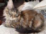 Swirled Tortie - Maine Coon Kitten For Sale - Connellsville&comma; PA&comma; US