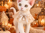 Devon Rex white female - Devon Rex Kitten For Sale - Hollywood&comma; FL&comma; US