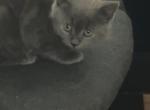 Himalayan Grey Kitten - Himalayan Kitten For Sale - Chicago&comma; IL&comma; US
