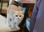 Vicky - British Shorthair Cat For Sale - Basking Ridge&comma; NJ&comma; US