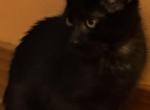 LEO - Domestic Kitten For Sale - Harwood Heights&comma; IL&comma; US