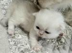 Albano - Persian Kitten For Sale - Fort Worth&comma; TX&comma; US