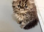 Celestial maya - Persian Kitten For Sale - Fort Worth&comma; TX&comma; US