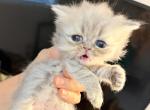 Celestial Silvia - Persian Kitten For Sale - Fort Worth&comma; TX&comma; US