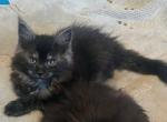 Classic Doll - Maine Coon Kitten For Sale - New Laguna&comma; NM&comma; US