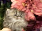 Jovanny - Persian Kitten For Sale - Fort Worth&comma; TX&comma; US