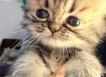 Julia - Persian Kitten For Sale - Fort Worth&comma; TX&comma; US