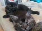 Poly Steele - Maine Coon Kitten For Sale - New Laguna&comma; NM&comma; US