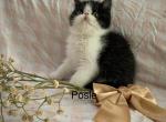 Exotic Shorthair kittens for loving home - Exotic Kitten For Sale - Harrisburg&comma; PA&comma; US
