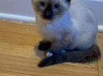Brownie - Siamese Kitten For Sale - Wayne&comma; NJ&comma; US