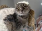 Scottish fold female - Scottish Fold Cat For Sale - Shakopee&comma; MN&comma; US