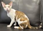 LUNAR - Devon Rex Cat For Sale - Brooklyn&comma; NY&comma; US