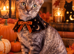 Devon Rex female - Devon Rex Kitten For Sale - Hollywood&comma; FL&comma; US