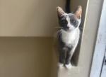 Mixed Kitten - American Shorthair Kitten For Sale - NJ&comma; US