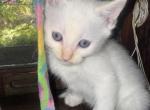 Male Flame Point kitten - Ragdoll Kitten For Sale - Providence&comma; RI&comma; US
