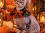 Devon Rex Tabby Male - Devon Rex Kitten For Sale - Hollywood&comma; FL&comma; US