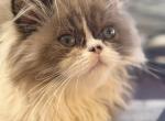 Ms Perfection - Scottish Straight Kitten For Sale - NH&comma; US
