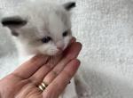 RESERVED Oden - Ragdoll Kitten For Sale - Columbia&comma; MD&comma; US