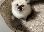 Siamese - Siamese Kitten For Sale - Frisco&comma; TX&comma; US