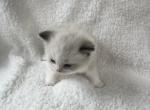 RESERVED Chen - Ragdoll Kitten For Sale - Columbia&comma; MD&comma; US