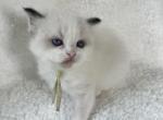 Bicolor Girl - Ragdoll Kitten For Sale - Columbia&comma; MD&comma; US