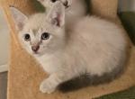 Blue point and Lynx point kittens - Siamese Kitten For Sale - Deer Park&comma; IL&comma; US