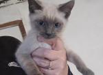 Blue point and Lynx point kittens - Siamese Kitten For Sale - Deer Park&comma; IL&comma; US