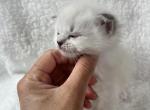 RESERVED Summa - Ragdoll Kitten For Sale - Columbia&comma; MD&comma; US