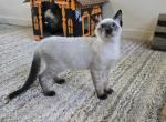 Blue point female and seal females - Siamese Kitten For Sale - 