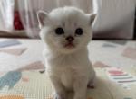 Scottish Straight male kitten snow white - Scottish Straight Kitten For Sale - Sterling&comma; VA&comma; US