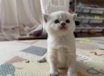 Scottish Straight female kitten snow white - Scottish Straight Kitten For Sale - Sterling&comma; VA&comma; US