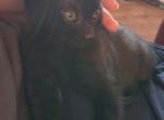 Cole - Domestic Kitten For Sale - Fountain&comma; CO&comma; US