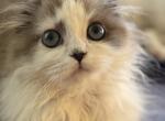 Sweetest love - Scottish Fold Kitten For Sale - NH&comma; US