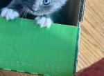 Sky - American Longhair Kitten For Sale - Catasauqua&comma; PA&comma; US
