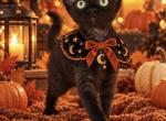 Devon Rex black - Devon Rex Kitten For Sale - Hollywood&comma; FL&comma; US