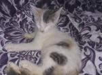 Sweetpea - Domestic Kitten For Sale - Phila&comma; PA&comma; US