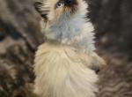 lucy - Persian Kitten For Sale - Manhattan&comma; NY&comma; US