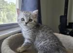 Luna - Scottish Straight Kitten For Sale - Hallandale Beach&comma; FL&comma; US