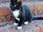 Tuxedo Kitten - Domestic Kitten For Adoption - AL&comma; US