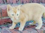 Ginger Tabby Kitten - Domestic Kitten For Adoption - AL&comma; US
