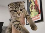 Alice - Scottish Straight Kitten For Sale - 