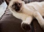 Mocha - Siamese Kitten For Sale - Maclean&comma; VA&comma; US