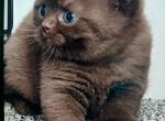 Luxury Kitty Love - British Shorthair Kitten For Sale - WA&comma; US