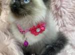 Ragdoll female - Ragdoll Kitten For Sale - Barberton&comma; OH&comma; US