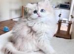 LaMajeur Cattery British longhair kittens - British Shorthair Kitten For Sale - Queen City&comma; VT&comma; US