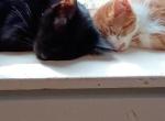 Meow meow - Domestic Kitten For Sale - Atlantic City&comma; NJ&comma; US