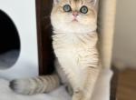 British shorthair kitten golden coat - British Shorthair Kitten For Sale - Burlington&comma; WA&comma; US