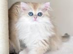 Blue Golden chinchilla kittens - British Shorthair Kitten For Sale - Burlington&comma; WA&comma; US